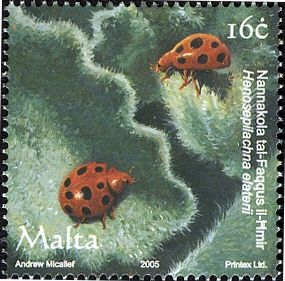 Melon Ladybird Beetle (Henosepilachna elaterii)