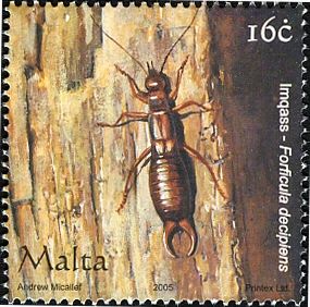 Common Earwig (Forficula decipiens)