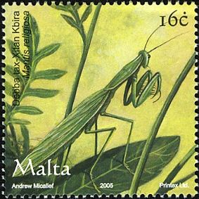 Praying Mantis (Mantis religiosa)