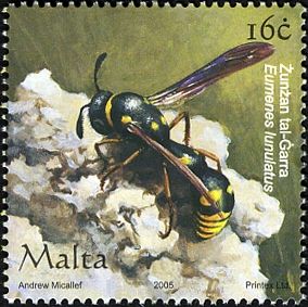 Common Potter Wasp (Eumenes lunulatus)