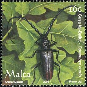 Cerambyx Longicorn (Cerambyx cerdo)