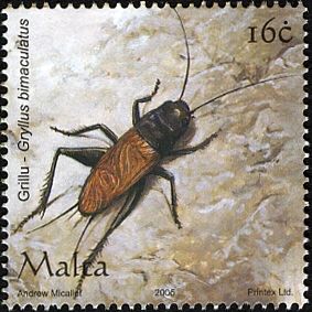 Two-spotted Cricket (Gryllus bimaculatus)