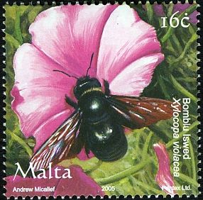 Violet Carpenter Bee (Xylocopa violacea)