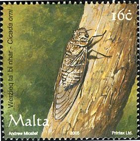 Cicada (Cicada orni)