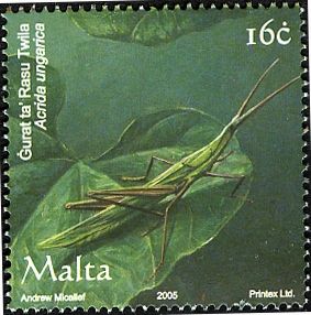 Long-headed Grasshopper (Acrida ungarica)
