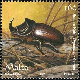 Rhinoceros Beetle (Oryctes nasicornis)