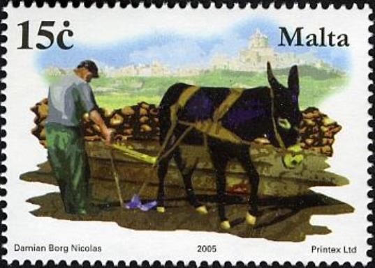 Mule pulling traditional wooden plough