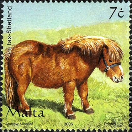 Shetland Pony (Equus ferus caballus)