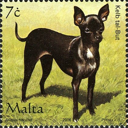Chihuahua (Canis lupus familiaris)