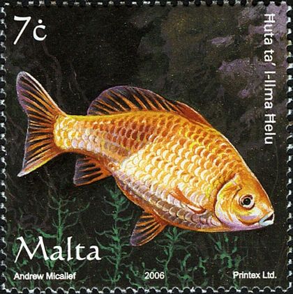 Goldfish (Carassius auratus auratus)