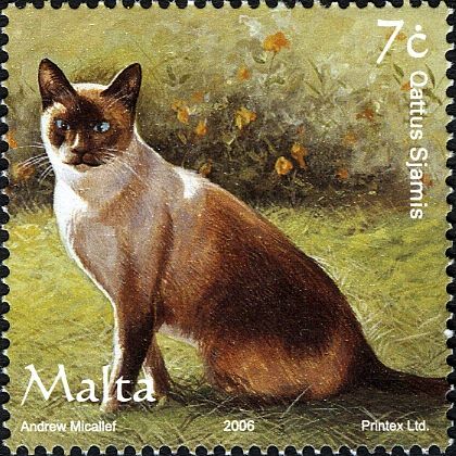 Siamese Cat (Felis silvestris catus)