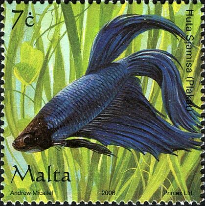 Siamese Fighting Fish (Betta splendens)