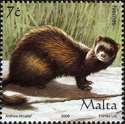 Ferret (Mustela putorius furo)