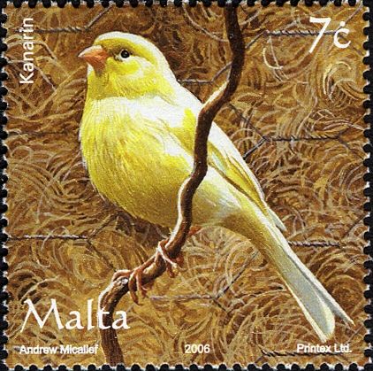 Domestic Canary (Serinus canaria forma domestica)
