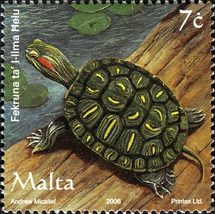 Red-eared Slider (Trachemys scripta elegans)
