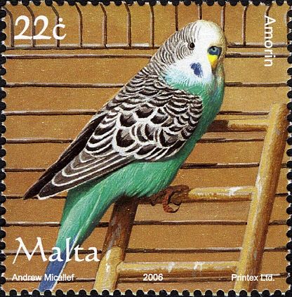 Budgerigar (Melopsittacus undulatus)