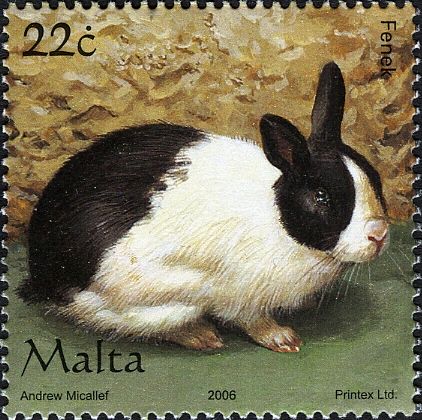 Domestic Rabbit (Oryctolagus cuniculus domesticus)