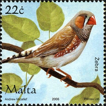 Zebra Finch (Poephila guttata)