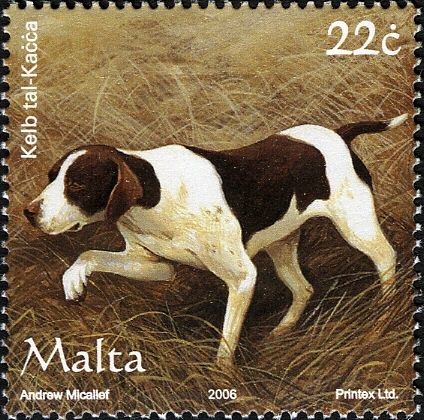 Maltese Pointer (Canis lupus familiaris)