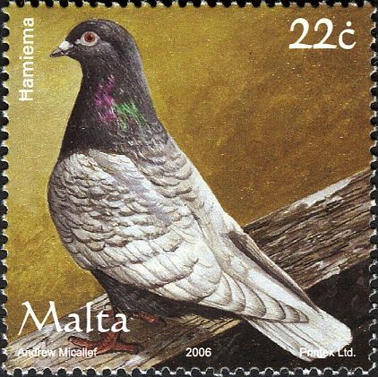 Domestic Pigeon (Columba livia forma domestica)