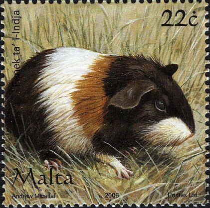 Domestic Guinea Pig (Cavia porcellus)