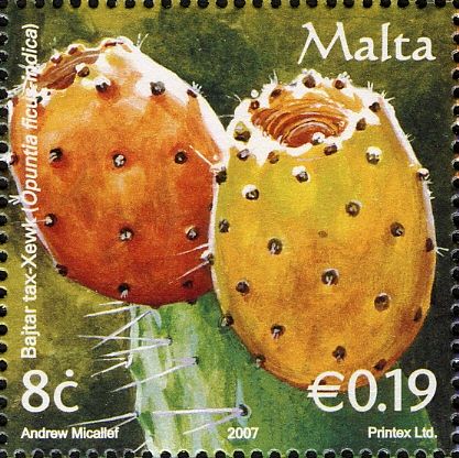 Prickly pears (Opuntia ficus-indica)