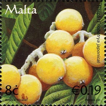 loquats (Eriobotrya japonica)