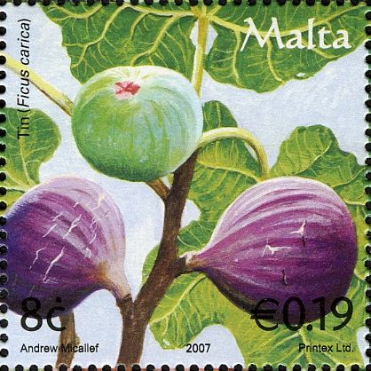 Figs (Ficus carica)