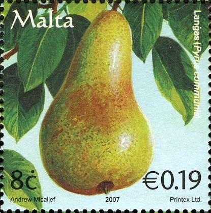 Pear (Pyrus communis)