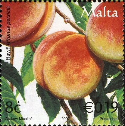 Peaches (Prunus persica)