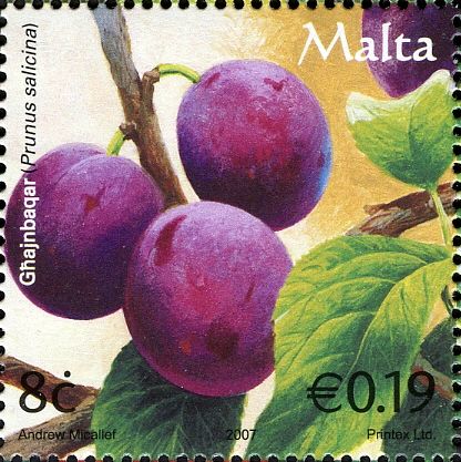 Japanese Plums (Prunus salicina)