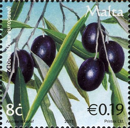 Olives (Olea europaea)
