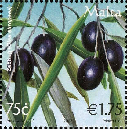 34U. Olives