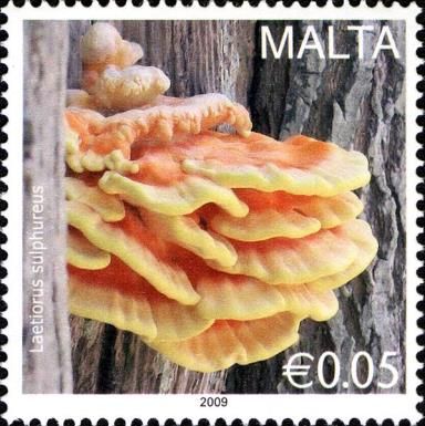 Laetiporus sulphureus