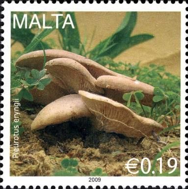 Pleurotus eryngii