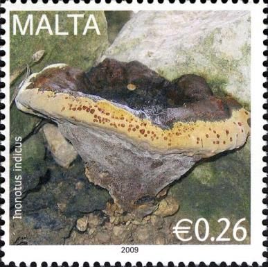 Inonotus indicus