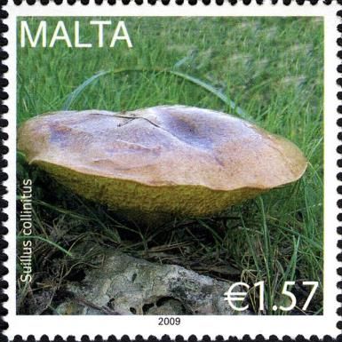 Suillus collinitus