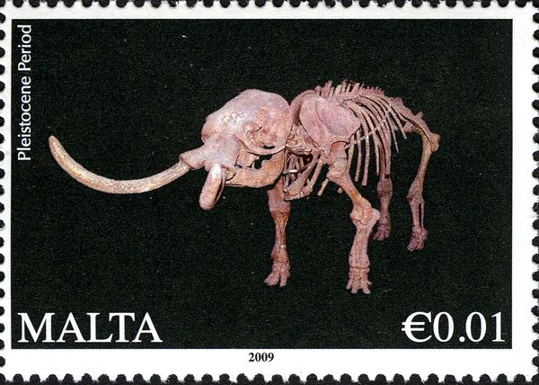 Skeleton of pre-historic animal - Pleistocene period