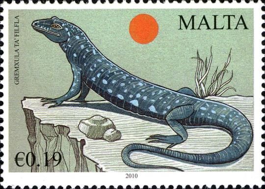 Maltese Wall Lizard (Podarcis filfolensis)