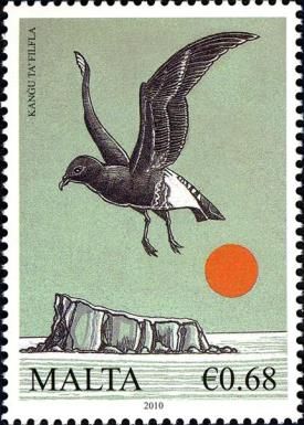 European Storm Petrel (Hydrobates pelagicus)