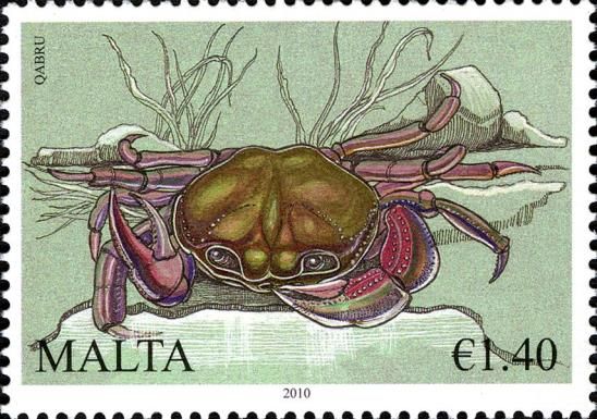 Freshwater Crab (Potamon fluviatile)
