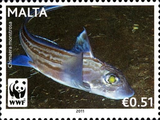 Rabbitfish (Chimaera monstrosa)
