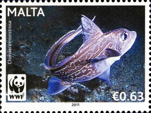 Rabbitfish (Chimaera monstrosa)
