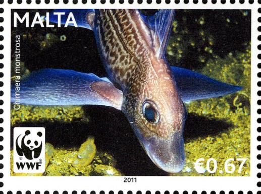 Rabbitfish (Chimaera monstrosa)