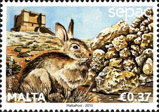 European Rabbit (Oryctolagus cuniculus)