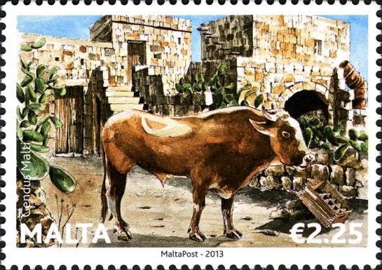 Maltese Ox (Bos primigenius taurus)