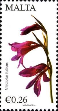 Field Gladiolus (Gladiolus italicus)