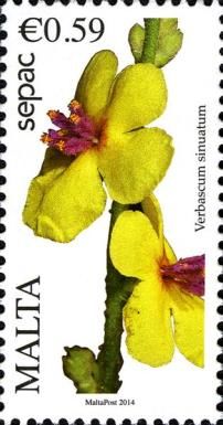 Wavyleaf Mullein (Verbascum sinuatum)