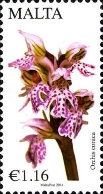 Conical Orchid (Orchis conica)