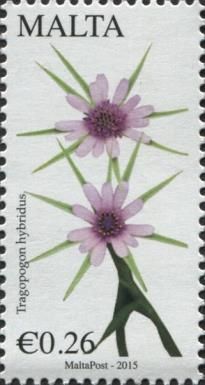 Smooth Goatsbeard / Tragopogon hybridus